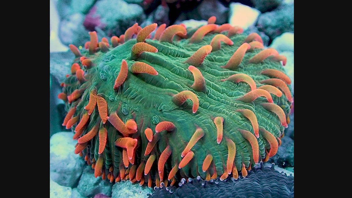 NYRA Tropic Thunder Funghia Plate Frag