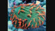 NYRA Tropic Thunder Funghia Plate Frag