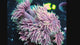 NYRA Wild Rose Goniopora