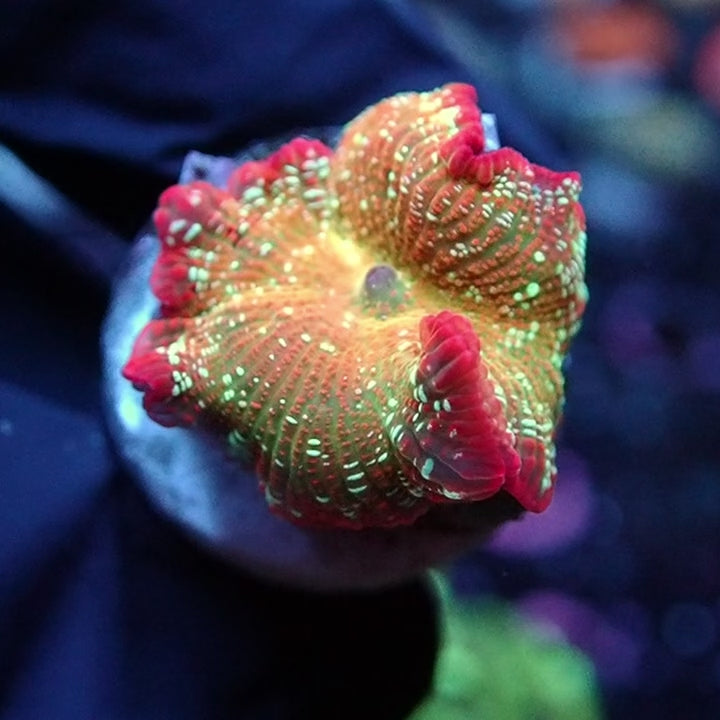 NYRA Tutti Frutti Mushroom