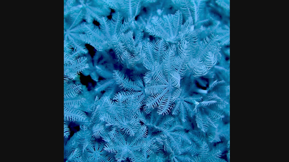 Pulsing Xenia (Full Frag)